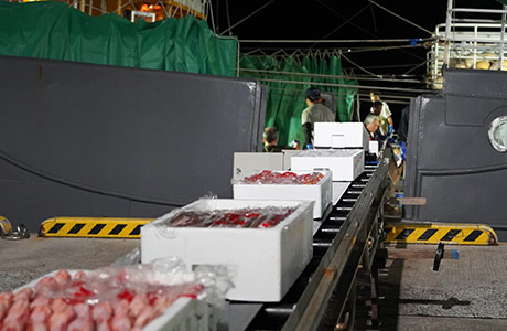 コンベアで水揚げ